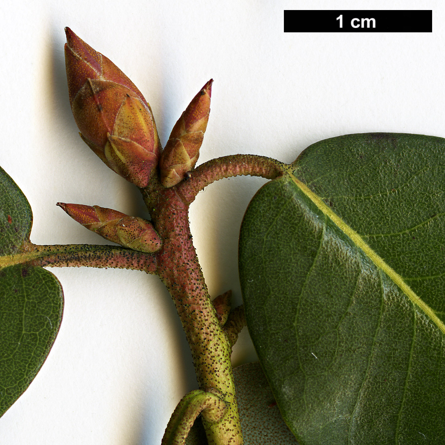 High resolution image: Family: Ericaceae - Genus: Rhododendron - Taxon: triflorum